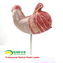 STOMACH02 (12535) Modelo do Sistema Digestivo Humano Anatomia do Estômago da Ciência Médica